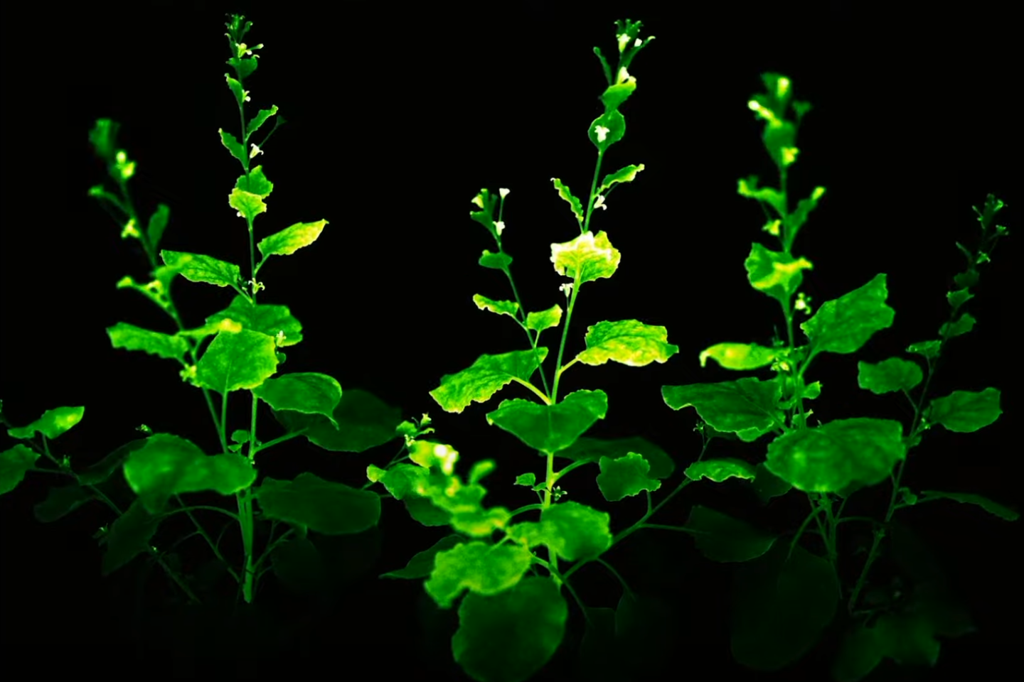 USDA approves stunning bioluminescent "firefly petunias" for sale